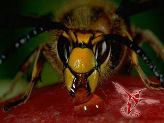 Азиатский Шершень