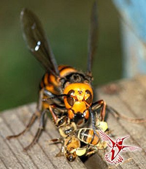 Азиатский Шершень