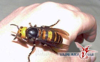 Азиатский Шершень