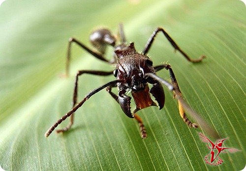 Муравей-пуля