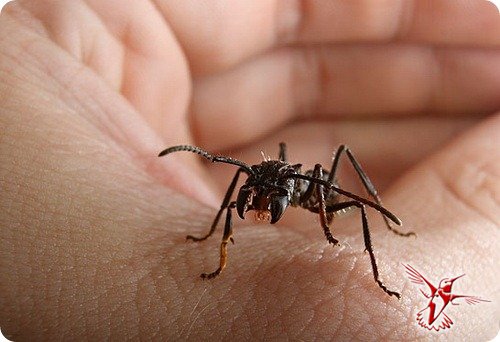 Муравей-пуля