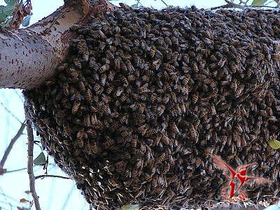 Африканская медоносная пчела