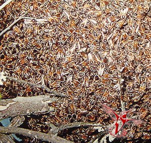 Африканская медоносная пчела