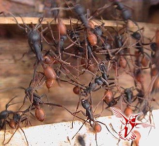 Муравьи-солдаты