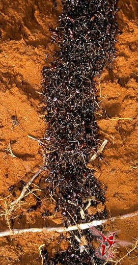 Муравьи-солдаты