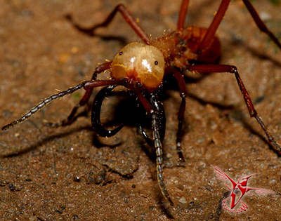 Муравьи-солдаты