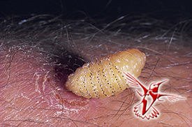 Желудочный овод