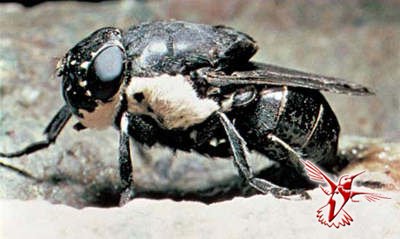 Желудочный овод