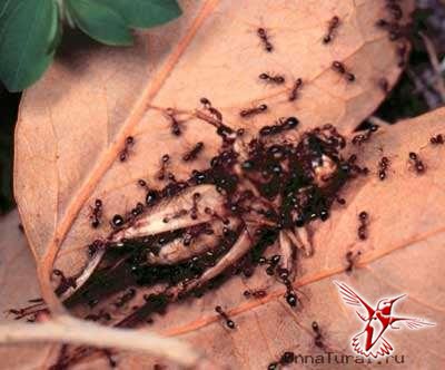 Огненные муравьи